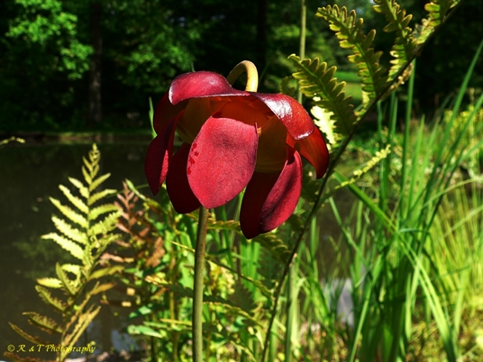 {Sarracenia purpurea var. purpurea}
